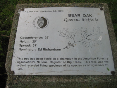 bear-oak