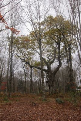 auncient oak