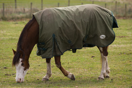 horse-blanket